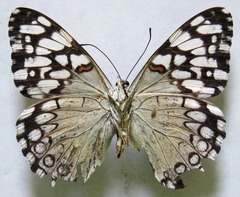 Hamadryas feronia farinulenta