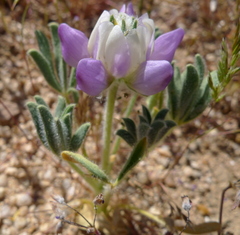 Lupinus shockleyi