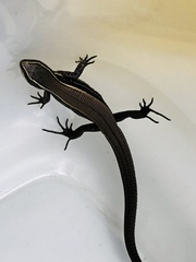 Pholidobolus montium