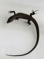 Pholidobolus montium