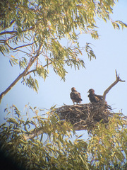 Hamirostra melanosternon