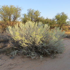 Ericameria nauseosa latisquamea