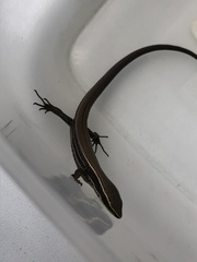 Pholidobolus montium