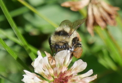 Bombus bifarius