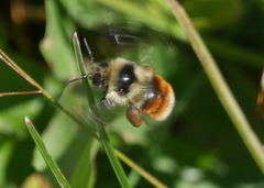 Bombus bifarius