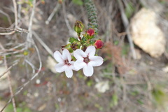 Adenandra brachyphylla