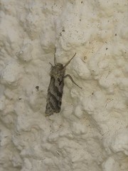 Triodia adriaticus