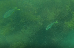 Caranx caninus