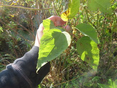 Hibiscus lasiocarpos
