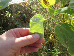 Hibiscus lasiocarpos