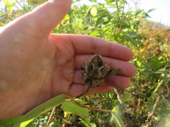 Hibiscus lasiocarpos