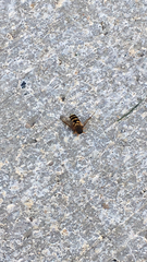 Syrphus ribesii