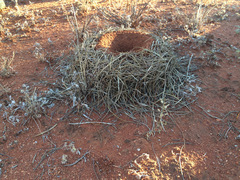 Polyrhachis macropus