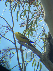 Polytelis anthopeplus