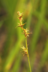 Carex echinata echinata