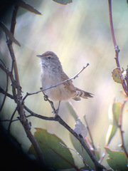 Poodytes carteri