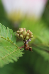 Calliandra surinamensis