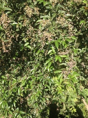 Ligustrum lucidum