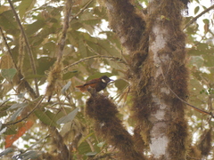 Pseudocolaptes johnsoni