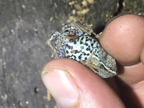 Túngara Frog