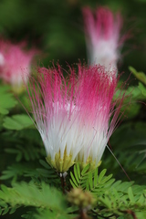 Calliandra surinamensis
