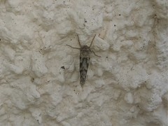 Triodia adriaticus