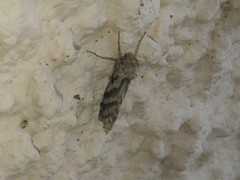 Triodia adriaticus