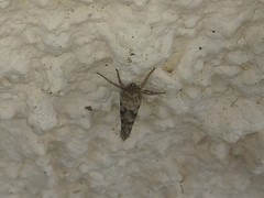 Triodia adriaticus