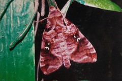 Maassenia heydeni