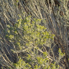 Ericameria nauseosa latisquamea