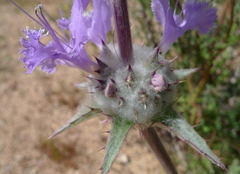 Salvia carduacea