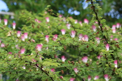 Calliandra surinamensis