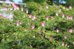 Calliandra surinamensis