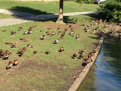 Dendrocygna autumnalis