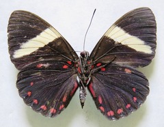 Hamadryas laodamia saurites