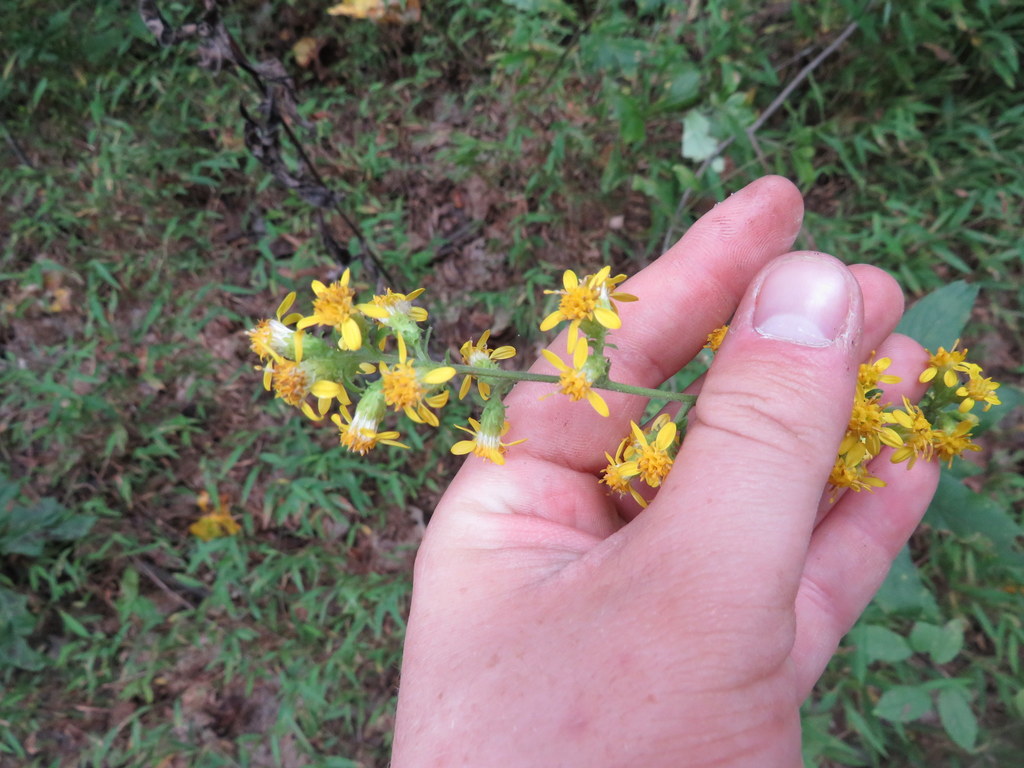 downy ragged goldenrod in October 2020 by Jared Gorrell · iNaturalist