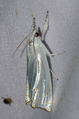 Eschata