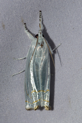 Eschata