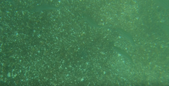 Atherinops affinis