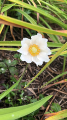 Anemonoides sylvestris