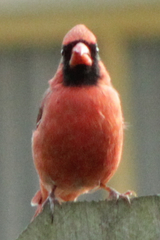 Cardinalis cardinalis