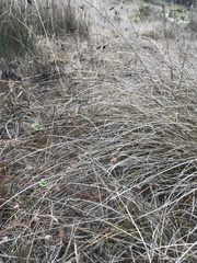 Carex tumulicola