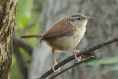 Thryothorus ludovicianus