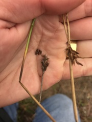 Carex subbracteata