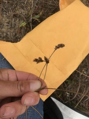 Carex subbracteata
