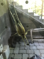 Acanthodis curvidens