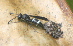 Nesodynerus