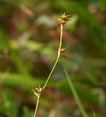 Carex echinata echinata