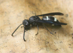 Nesodynerus