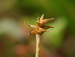 Carex echinata echinata